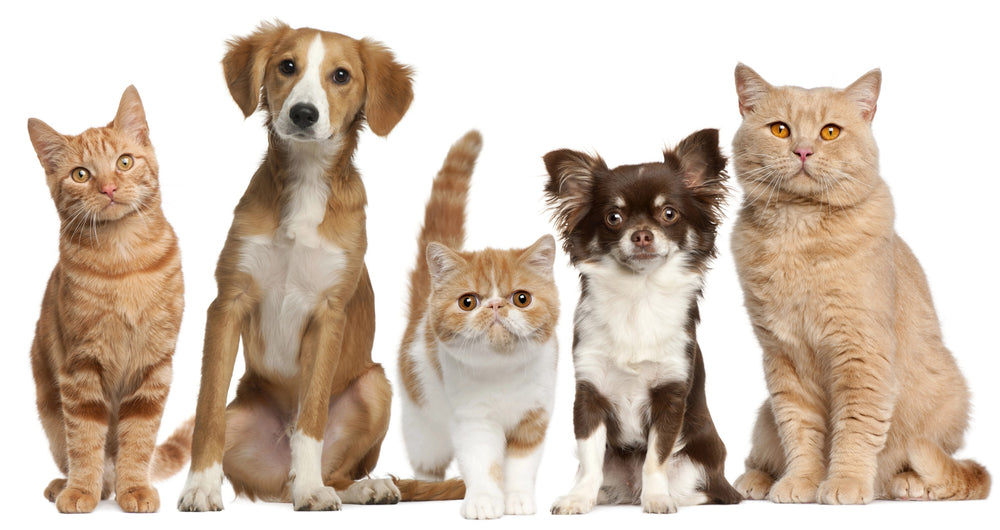 Paws Off Our Pets: Making Dogs and Cats Safe from Politics!